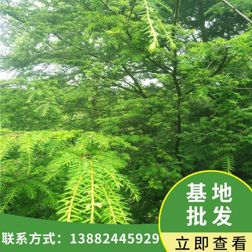 基地批發(fā)園林綠化工程苗木鐵杉樹苗 別墅庭院觀賞景觀樹苗遮蔭樹