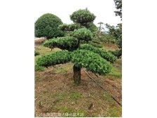 長沙市雨花區(qū)瑞達綠化苗木場產(chǎn)品展示