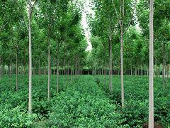 速生白蠟專業(yè)供應(yīng)商 速生白蠟種植-山東淄博增盛苗木中心提供速生白蠟專業(yè)供應(yīng)商 速生白蠟種植的相關(guān)介紹、產(chǎn)品、服務(wù)、圖片、價格速生白蠟、山東扶芳藤球、扶芳藤球種植、山東白皮松、山東西府海棠、山東速生白蠟、