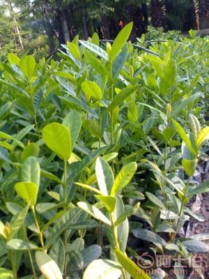 【漳州龍船花袋苗消息、基地直銷】綠化苗木,價格,廠家,供應商,花木,龍海市東泗興輝園藝場