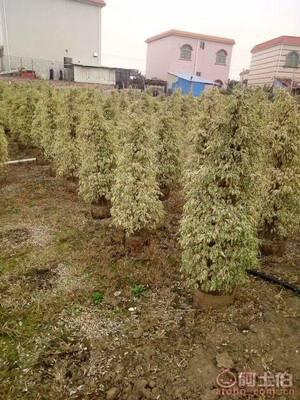 【星光榕大袋苗批發、量大優惠】綠化苗木,價格,廠家,供應商,花木,龍海市東泗興輝園藝場