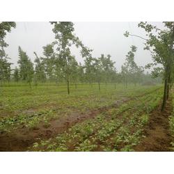 天潤銀杏,綠化工程苗木變更,工程苗木