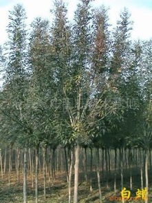 滄縣國旺苗木基地