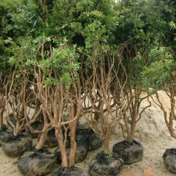 【常德安鄉(xiāng)臺灣樹葡萄怎么種圖片常德安鄉(xiāng)臺灣樹葡萄怎么種】平和縣益達紅苗木專業(yè)合作社 - 產(chǎn)品庫