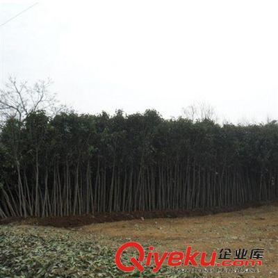 【大平原花木】供應高桿女貞苗木金葉女貞球金葉女貞價格批發(fā)樹苗圖片|【大平原花木】供應高桿女貞苗木金葉女貞球金葉女貞價格批發(fā)樹苗產(chǎn)品圖片由灌南縣大平原花木專業(yè)合作社公司生產(chǎn)提供-