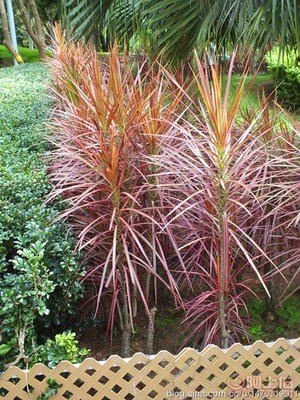 【室內(nèi)綠化觀賞植物馬尾鐵、自產(chǎn)自銷】綠化苗木,價格,廠家,供應商,花木,龍海市東泗興輝園藝場 - 產(chǎn)品庫