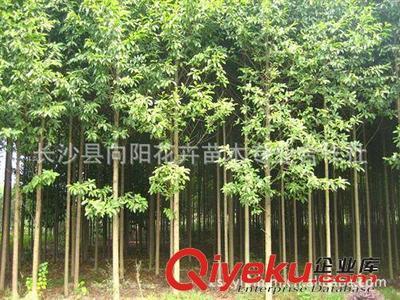 喬木-湖南向陽花木合作社供10公分優質樂昌含笑-長沙縣向陽花卉苗木專業合作社提供喬木-湖南向陽花木合作社供10公分優質樂昌含笑的相關介紹、產品、服務、圖片、價格長沙縣向陽花卉苗木專業合作社、香樟;桂花;廣玉蘭;樂昌含笑;羅漢松;欒樹;石榴;紅楓;杜英;櫻花;雪松;楊梅;杜鵑;金森女貞;香泡;金葉女貞;欏木石楠;紅桎木古樁;紅花繼木;十大功勞