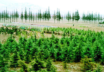 即墨鰲山衛鎮秋冬時節大面積種植雪松、蜀檜等苗木,加速了公路沿線綠化進程。本報記者攝影報道(圖)