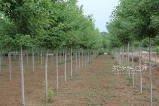 地徑3公分美國紅楓秋火焰奧潤苗木精品樹苗美國紅楓秋火焰一級樹苗圖片