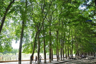 未來最有市場的十大綠化苗木品種分析