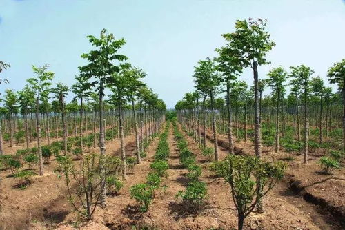 對當今苗木行業現狀及發展行情有何應對措施 哪些苗木將大受歡迎