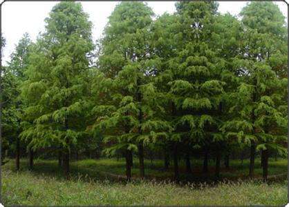 懷化苗木基地里面的苗木數量是什么樣的