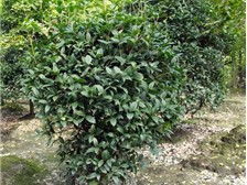 溫江鈞滔園林苗圃產(chǎn)品展示