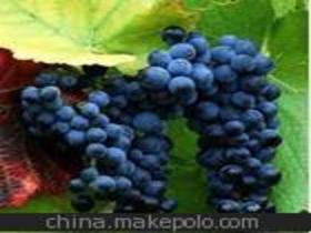 優(yōu)質(zhì)葡萄苗木供應(yīng)商,價(jià)格,優(yōu)質(zhì)葡萄苗木批發(fā)市場(chǎng) 