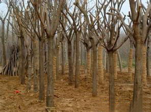 魯潤(rùn)苗木大骨架 價(jià)格 1111.00元