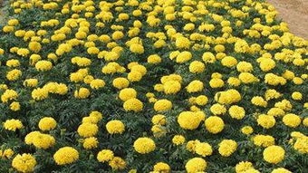 國慶菊價格 哪里能買到優質國慶菊