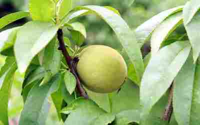 產品 油桃樹苗 蟠桃樹苗 3年桃樹苗繁育中心