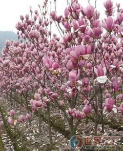 批發綠化苗木(圖)價格_批發綠化苗木(圖)廠家_世界工廠網產品信息庫