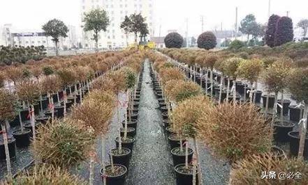 精品苗的標(biāo)準(zhǔn)怎么定 這三個(gè)硬指標(biāo)一定要知道