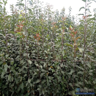 【梨苗腐爛病品質(zhì)好的圓黃梨苗廠家】泰安高新區(qū)旺運(yùn)苗木中心 - 產(chǎn)品庫(kù)
