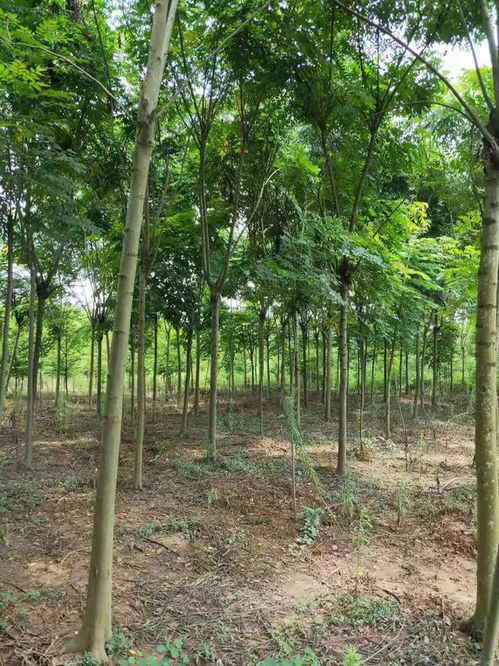 恭喜武漢美景匯苗木專業合作社入駐苗木通平臺 致力精品苗木發展