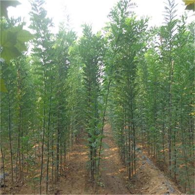 優(yōu)質國槐 國槐小苗 國槐價格 綠化苗木國槐 國槐樹苗 綠化國槐圖片_高清圖_細節(jié)圖-博野縣盛祎苗圃場