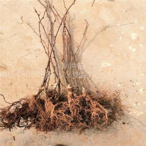 【紅心獼猴桃苗適應(yīng)的海拔是多少米】- 