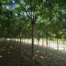 2019綠化苗木價(jià)格 報(bào)價(jià) 綠化苗木批發(fā) 第4頁 園林網(wǎng)