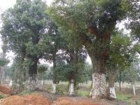 香樟求購_上海香樟_江西香樟_香樟供應(yīng)_湖南骨架香樟[供應(yīng)]_綠化苗木_世界工廠網(wǎng)中國產(chǎn)品信息庫