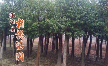 苗木養(yǎng)護(hù)