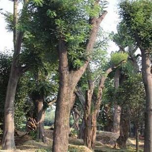 陜西國(guó)槐小苗家園苗木培育基地直接供應(yīng)_農(nóng)副產(chǎn)品_世界工廠網(wǎng)