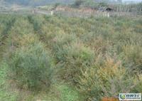 優(yōu)質(zhì)南方紅豆杉一年至五年生苗木[供應(yīng)]_綠化苗木_世界工廠網(wǎng)中國(guó)產(chǎn)品信息庫(kù)