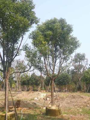 【全冠香樟袋苗供應(yīng)、種植基地直銷、價(jià)格實(shí)惠】綠化苗木,價(jià)格,廠家,供應(yīng)商,花木,龍海市東泗興輝園藝場(chǎng) - 產(chǎn)品庫(kù)