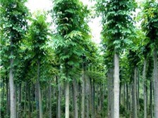 綠地家庭農(nóng)場專業(yè)供應(yīng)高端有品質(zhì)的苗木價格產(chǎn)品及服務(wù),