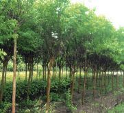 法桐_苗木產(chǎn)品圖片