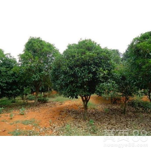 【山東桂花樹量大從優(yōu)】- 