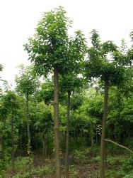 木槿,苗木產(chǎn)品,苗木圖片展示,最新綠化工程苗木展示,提供苗木圖片,會員苗木產(chǎn)品報價_天天苗木網(wǎng)