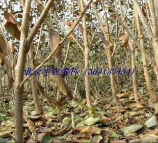 北京出售果樹 批發(fā)大櫻桃樹苗 供應(yīng)果樹苗木_農(nóng)副產(chǎn)品_世界工廠網(wǎng)