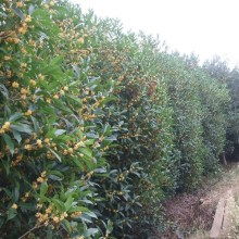 2020綠化苗木價格 報價 綠化苗木批發(fā) 園林網