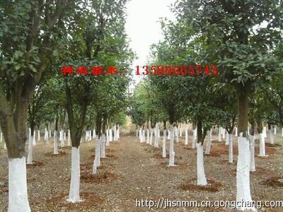 浙江神農苗木供應3-50公分移栽金華香泡價格_農副產品_世界工廠網