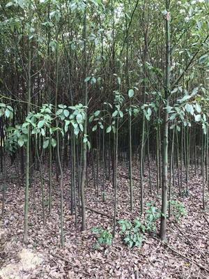 香樟_苗木產品圖片