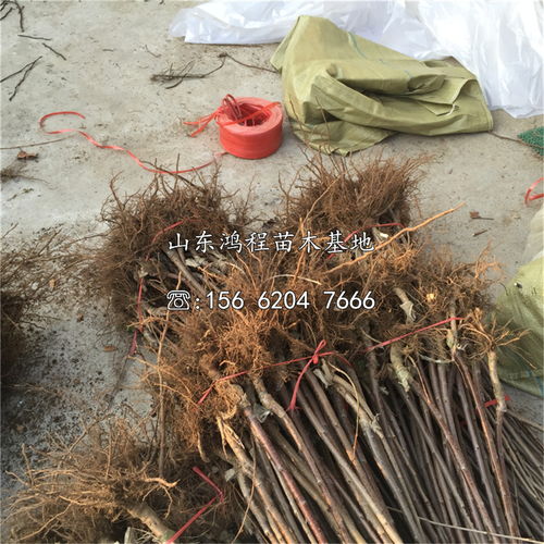 【山東大紫櫻桃苗、大紫櫻桃苗基地】- 