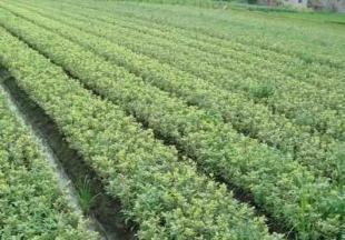 工程綠化苗木&mdash;金邊黃楊_農副產品_世界工廠網中國產品信息庫