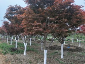 圖 天津市苗木苗圃 天津鮮花綠植