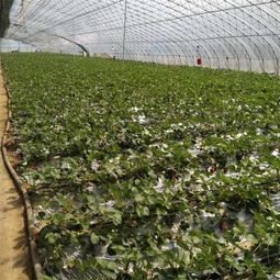 新野縣每日新聞 大將 草莓苗報價 價格 矮豐草莓苗多少錢一顆