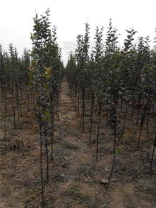 揚州盆景綠化苗木 惠農映霜紅 盆景綠化苗木廠家圖片