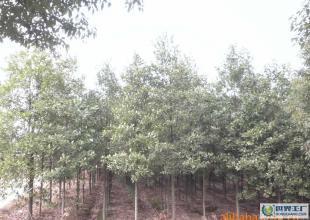 各種綠化樹(shù)苗,苗木,樟樹(shù),桂花樹(shù),鐵樹(shù)等_農(nóng)副產(chǎn)品_世界工廠網(wǎng)中國(guó)產(chǎn)品信息庫(kù)