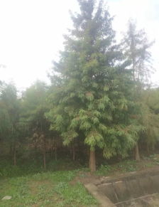 湖南曾萬(wàn)輝 質(zhì)量至上,打造苗木精品