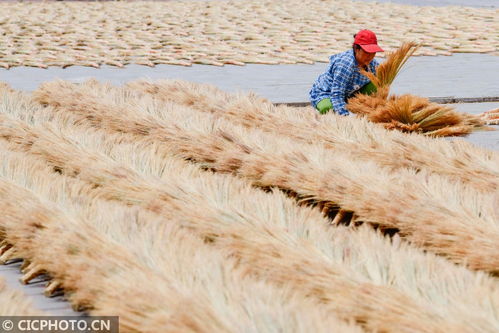 內(nèi)蒙古巴林左旗 小笤帚 掃 出大市場(chǎng)
