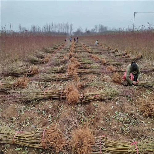 2公分桃樹(shù)苗 精品推薦金霞早油桃樹(shù)苗